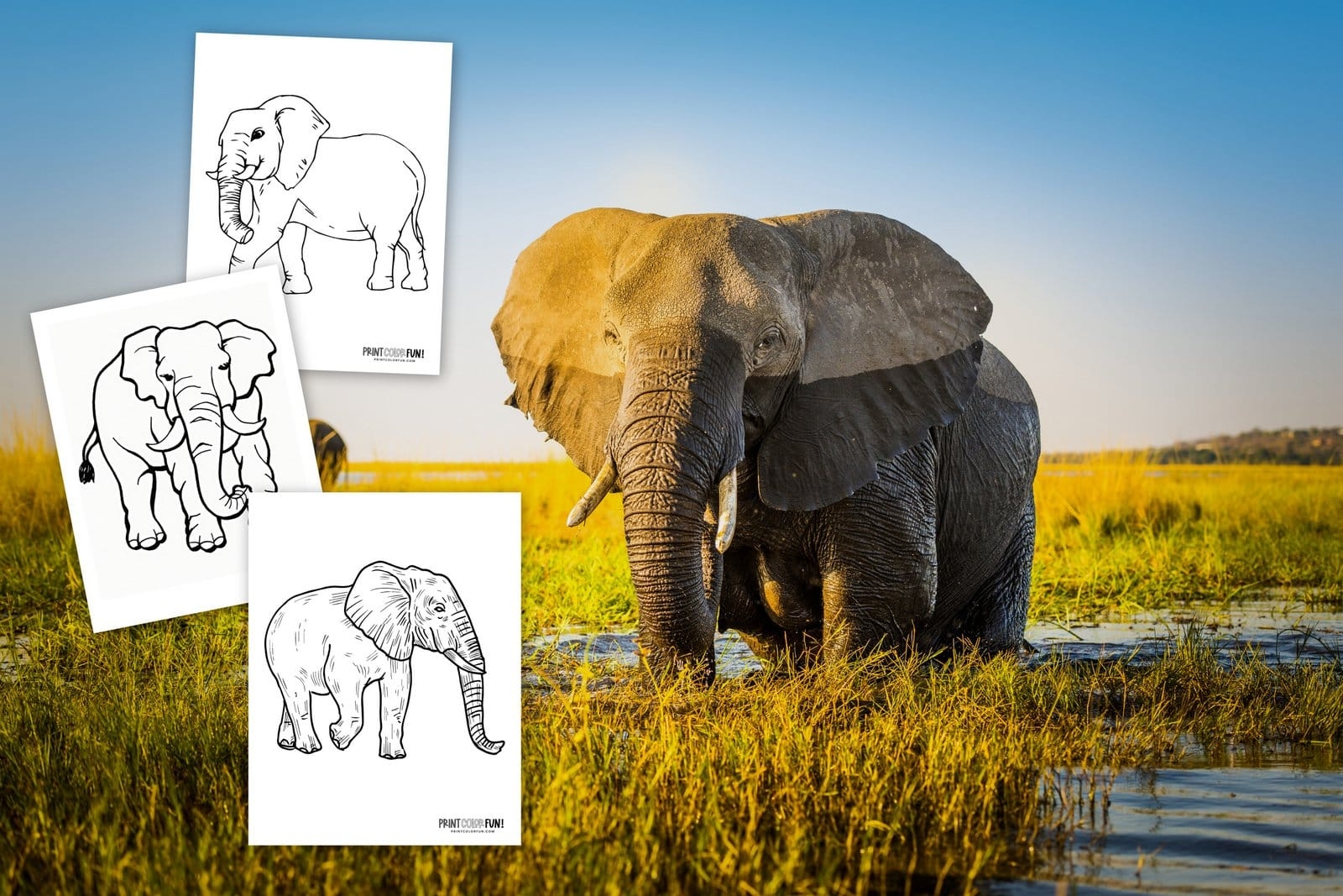 6 Realistic Elephant Coloring Pages To Print At PrintColorFun