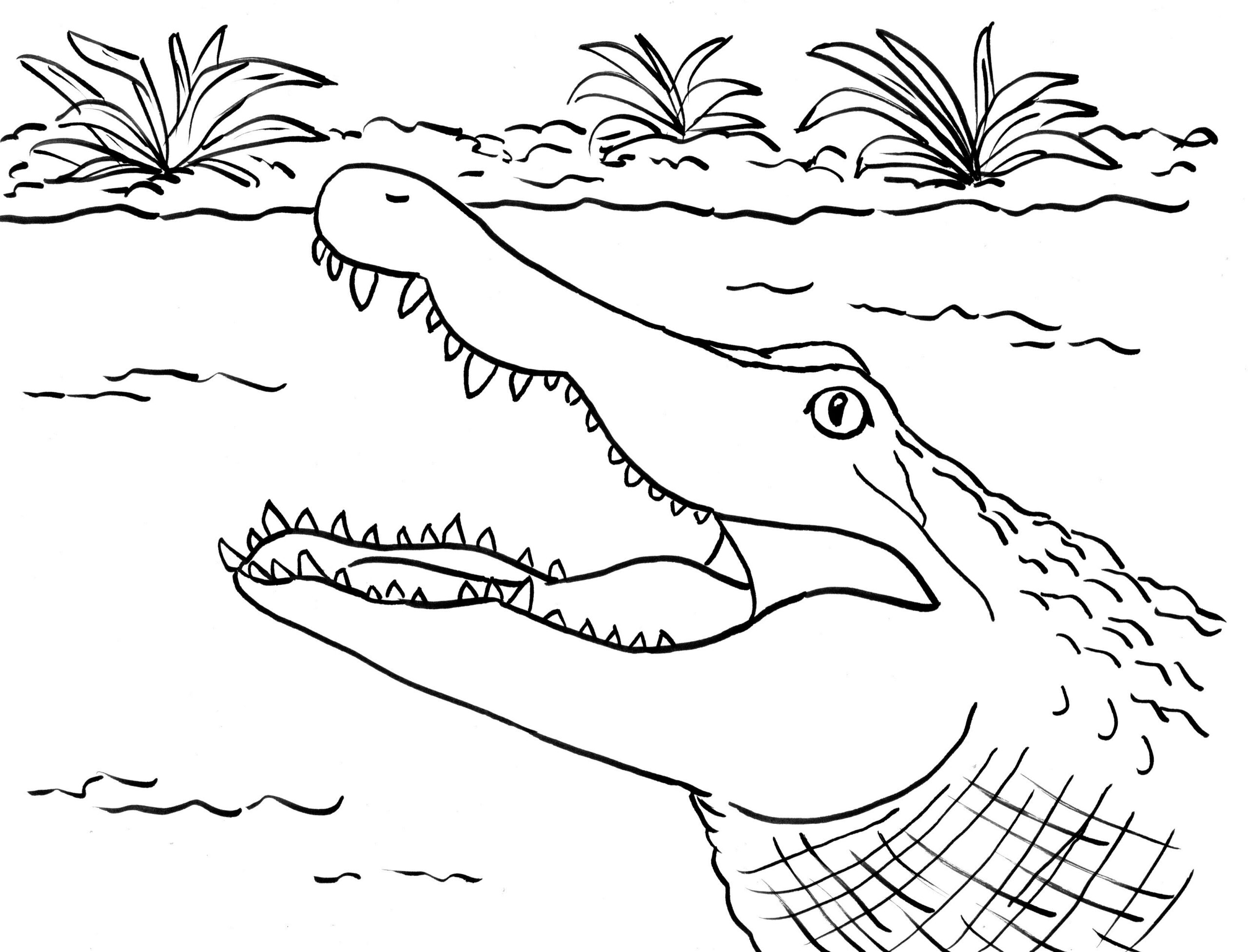 Alligator Coloring Page Art Starts