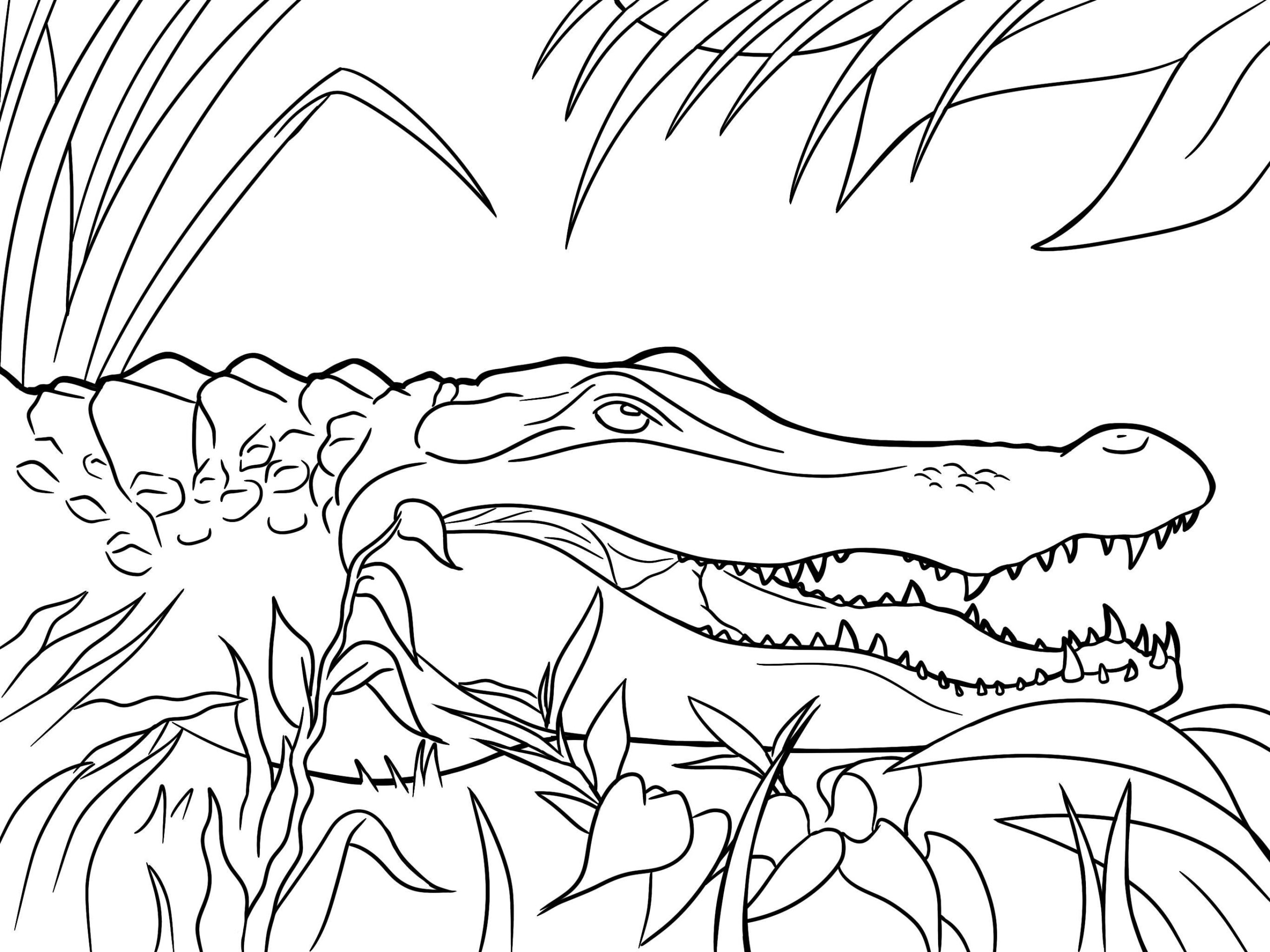 alligator coloring page
