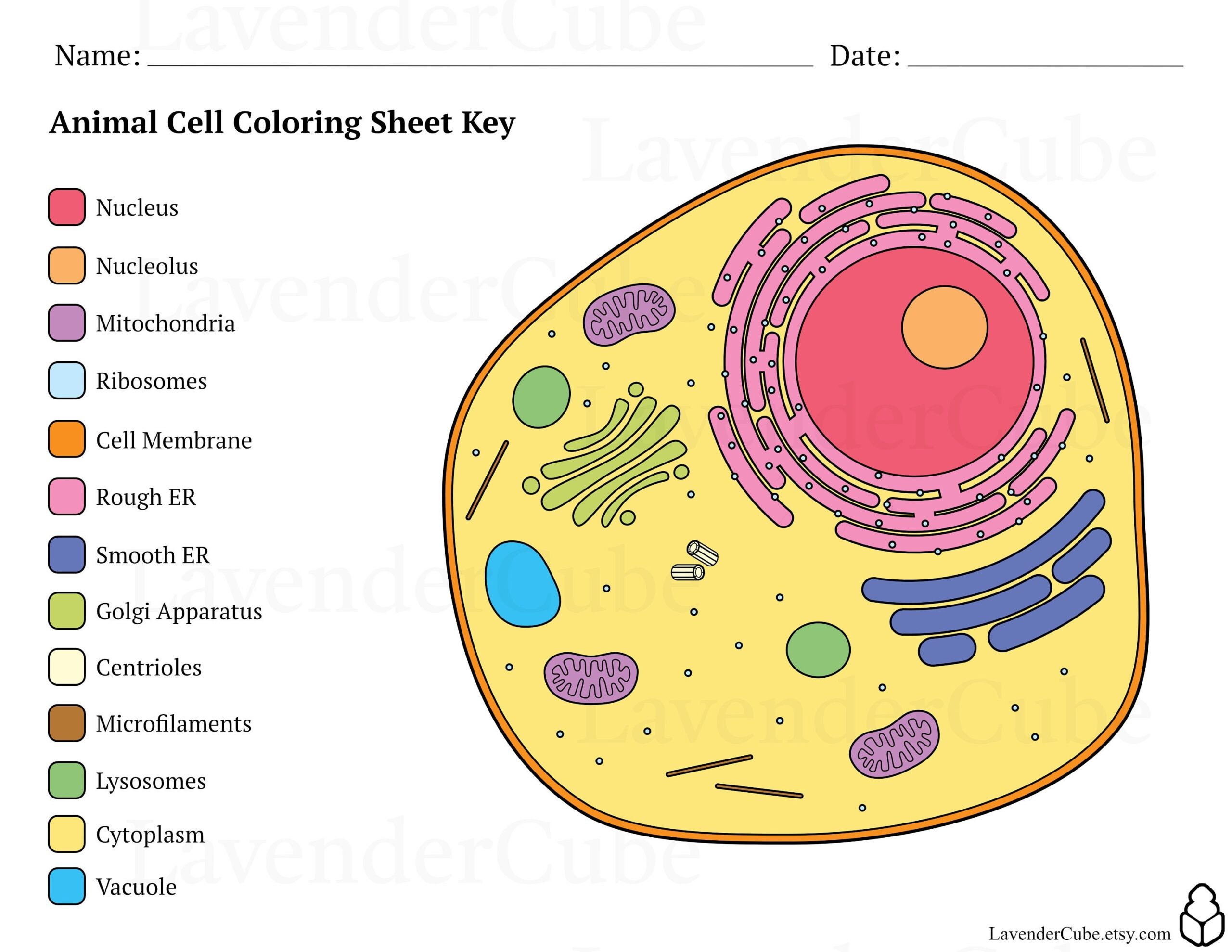 Animal And Plant Cell Coloring Worksheets Digital Download 300 DPI Png Etsy Israel