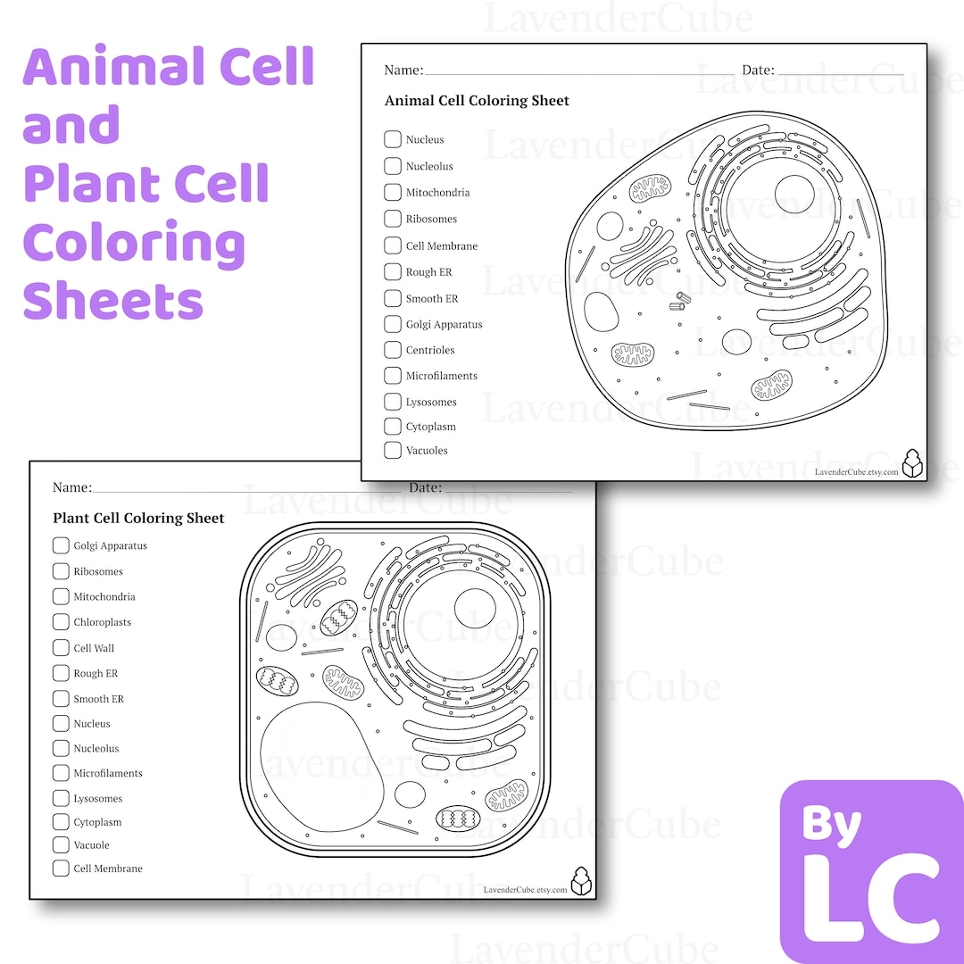 Animal And Plant Cell Coloring Worksheets Digital Download 300 DPI Png Etsy Israel