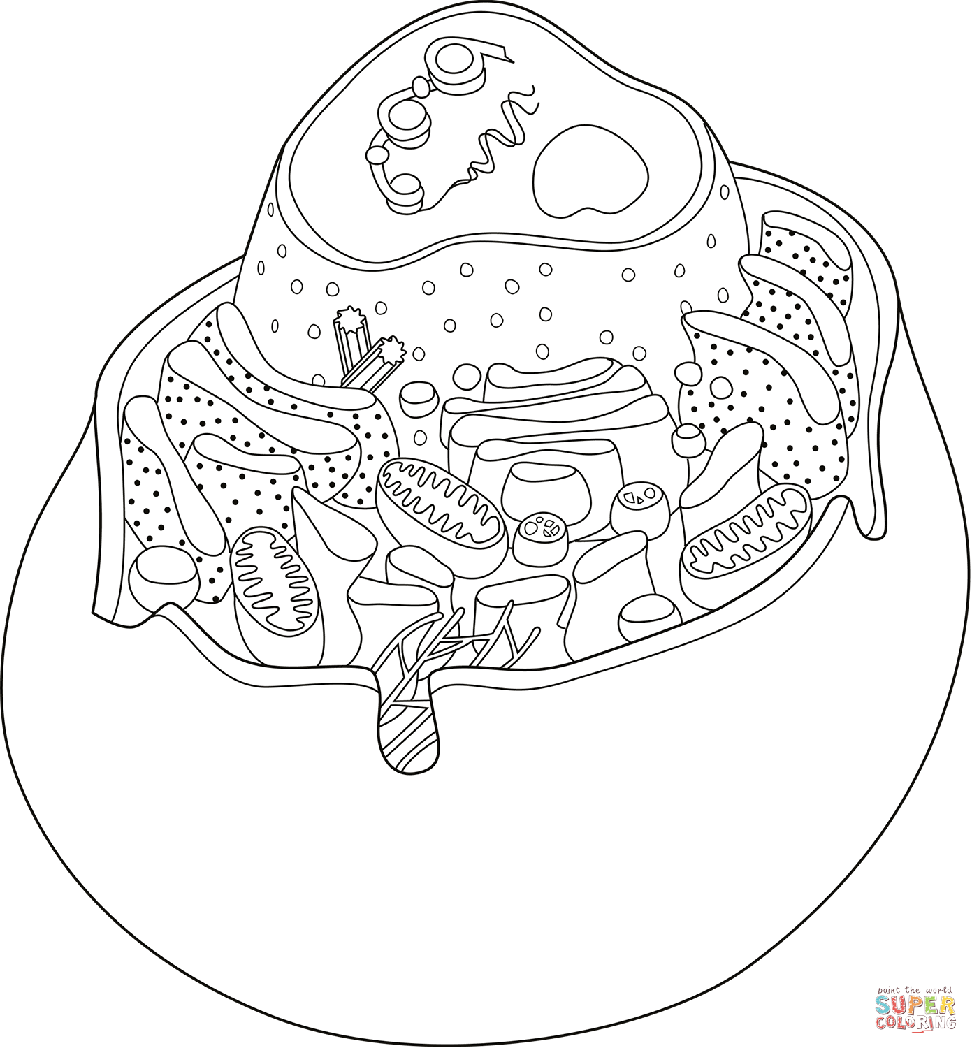 Animal Cell 4 Free Printable Coloring Pages
