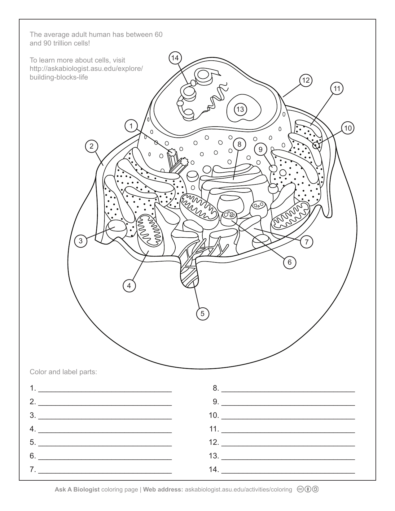 Animal Cell Anatomy Coloring Page