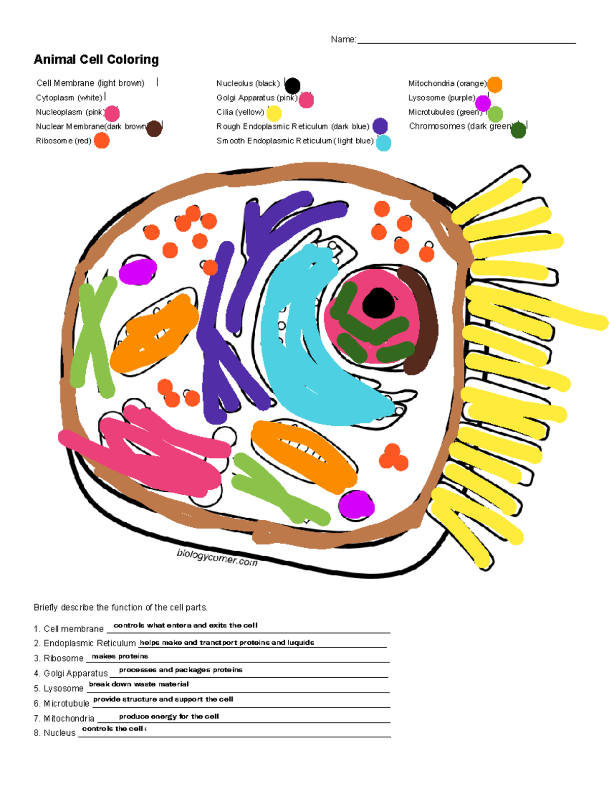 Animal Cell Coloring Guide Functions Of Cell Parts Studocu