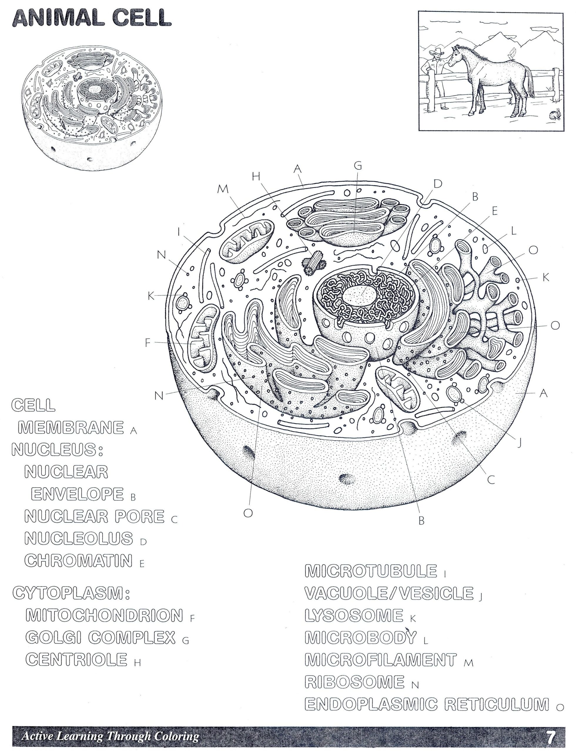 animal cell coloring page answer key