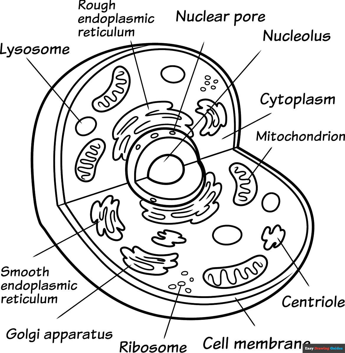 Animal Cell Coloring Page Easy Drawing Guides