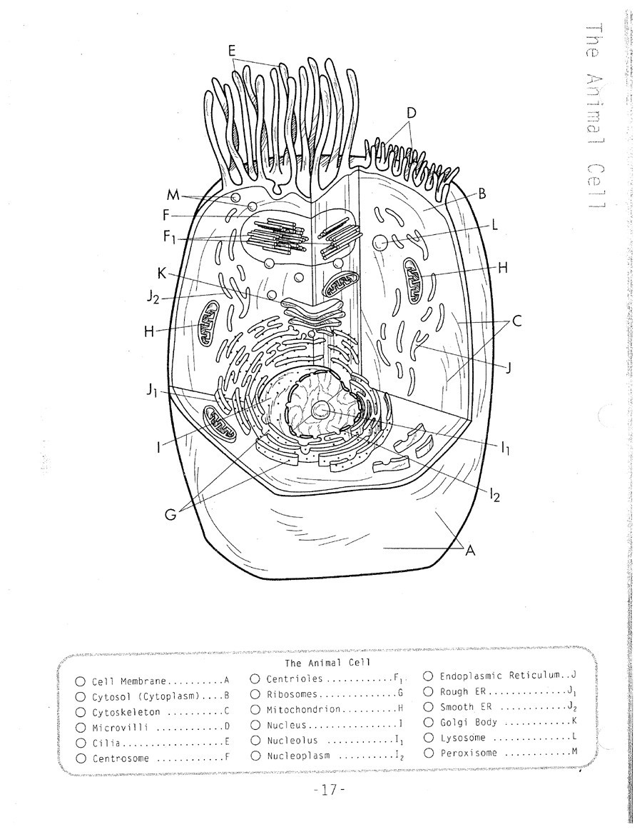 animal cell coloring page