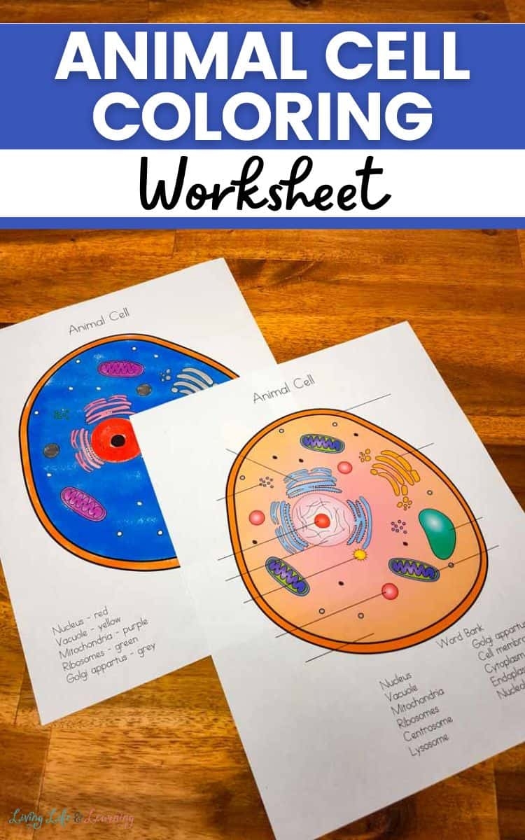 Animal Cell Coloring Worksheet A Fun And Educational Activity