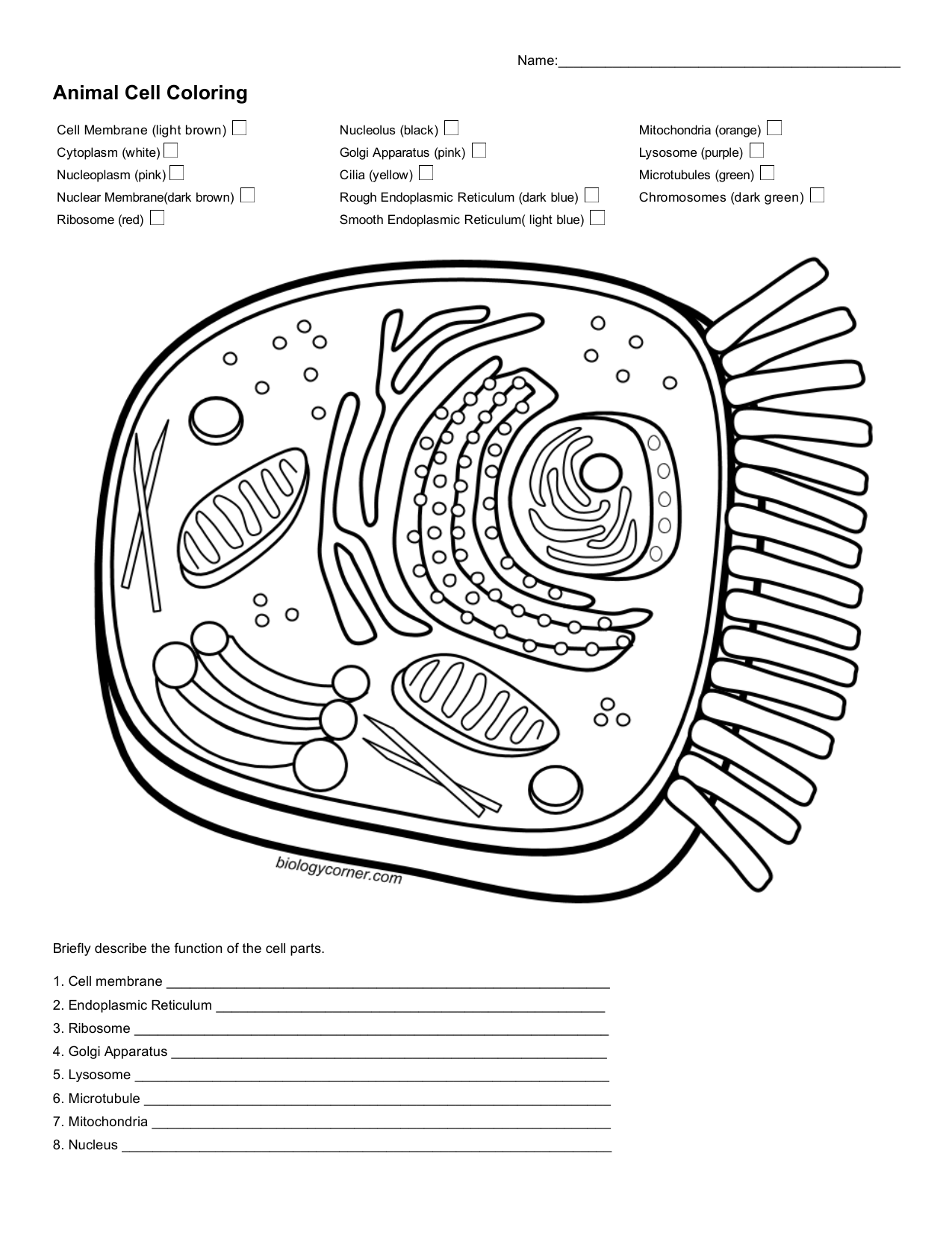 Animal Cell Coloring Worksheet Anatomy Function