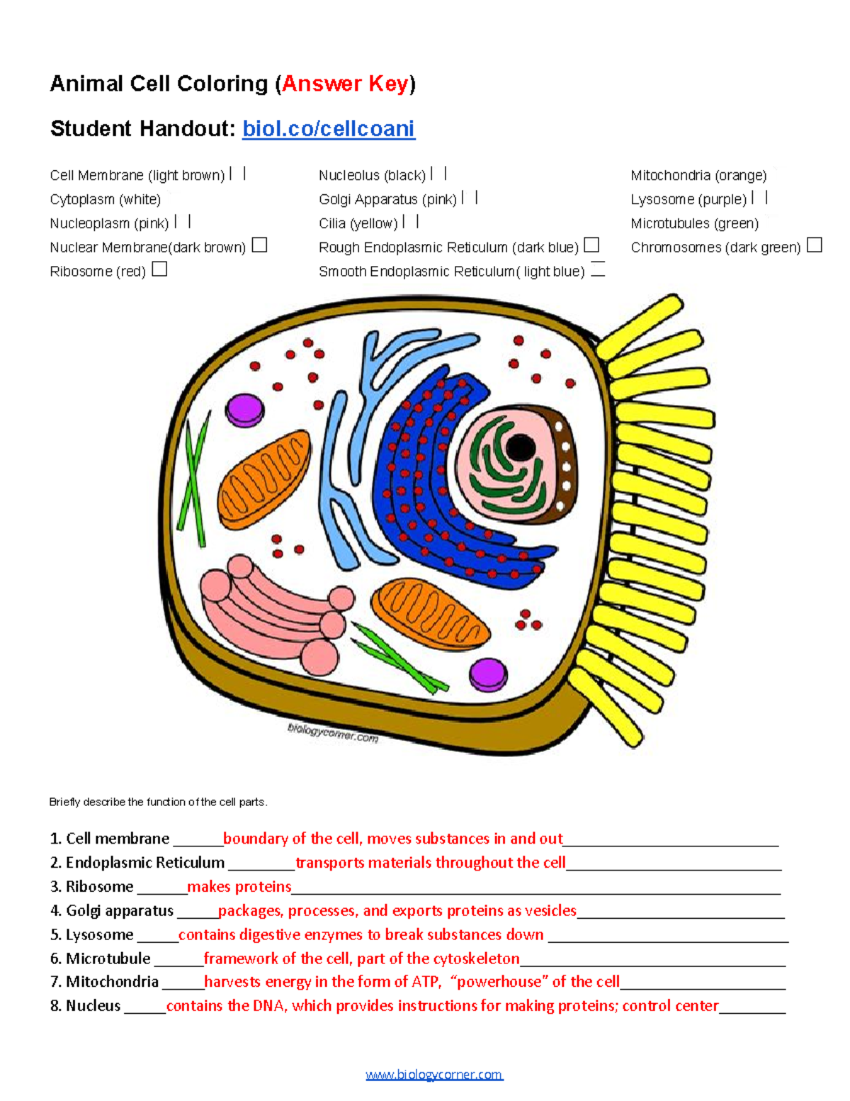 Animal Cell Functions Coloring Answer Key Descriptions For BIOL101 Studocu