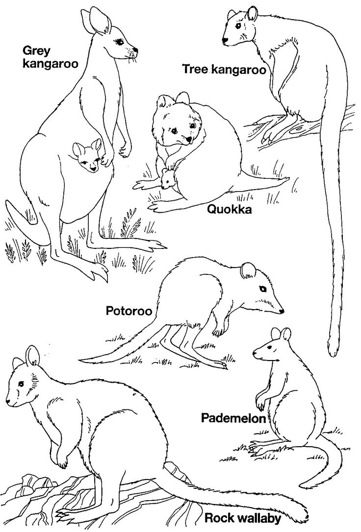 coloring pages of australian animals