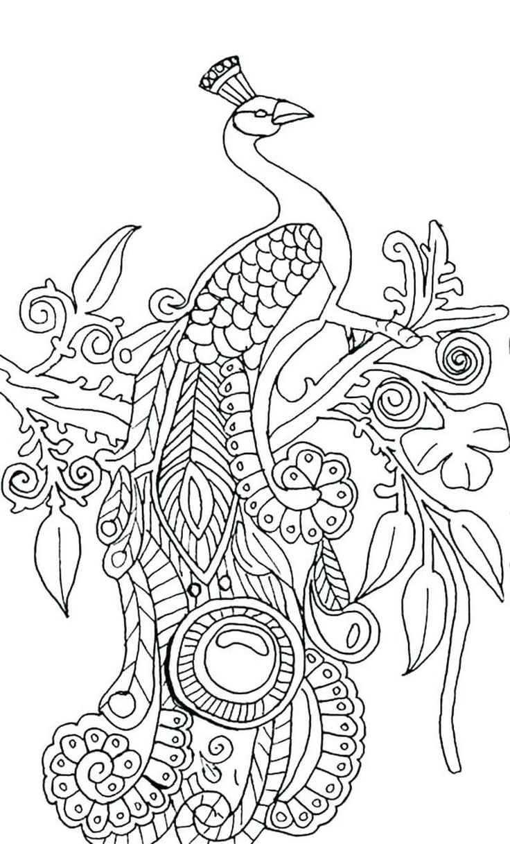 Awesome Peacock Coloring Pages Ideas