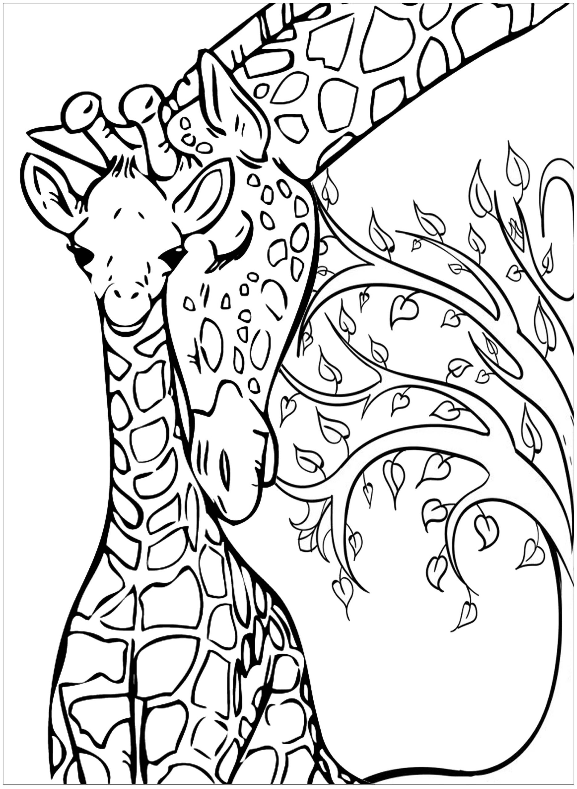 Baby Giraffe And His Mother Giraffes Coloring Pages For Adults