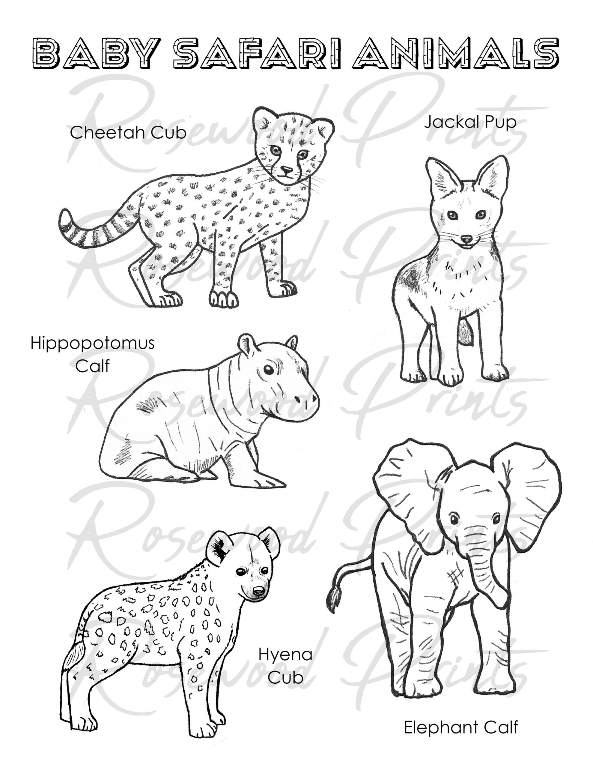 real animal coloring pages