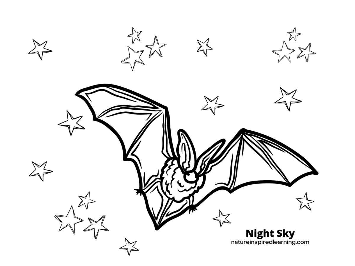Bat Coloring Pages Nature Inspired Learning