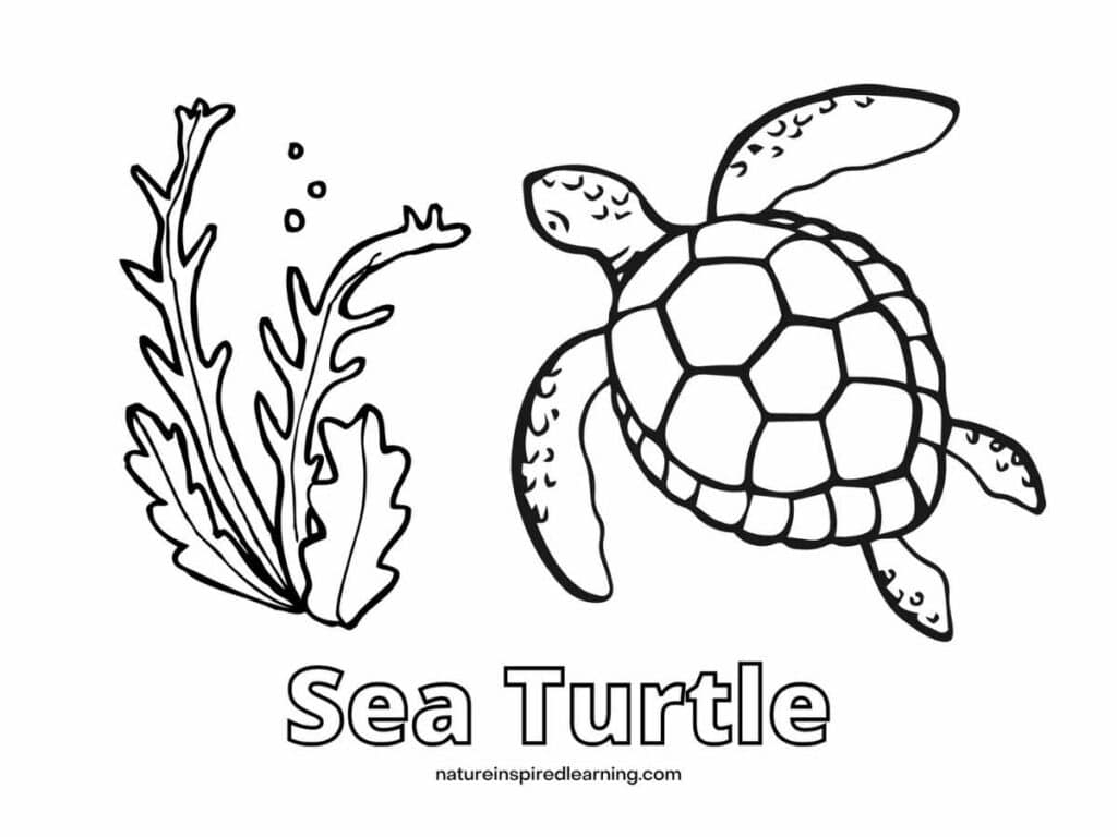 Beautiful Sea Turtle Coloring Pages Nature Inspired Learning
