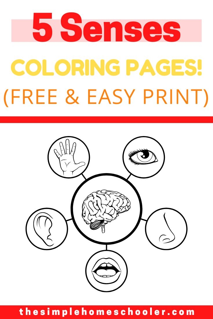 Best 5 Senses Coloring Pages Free Easy Print The Simple Homeschooler