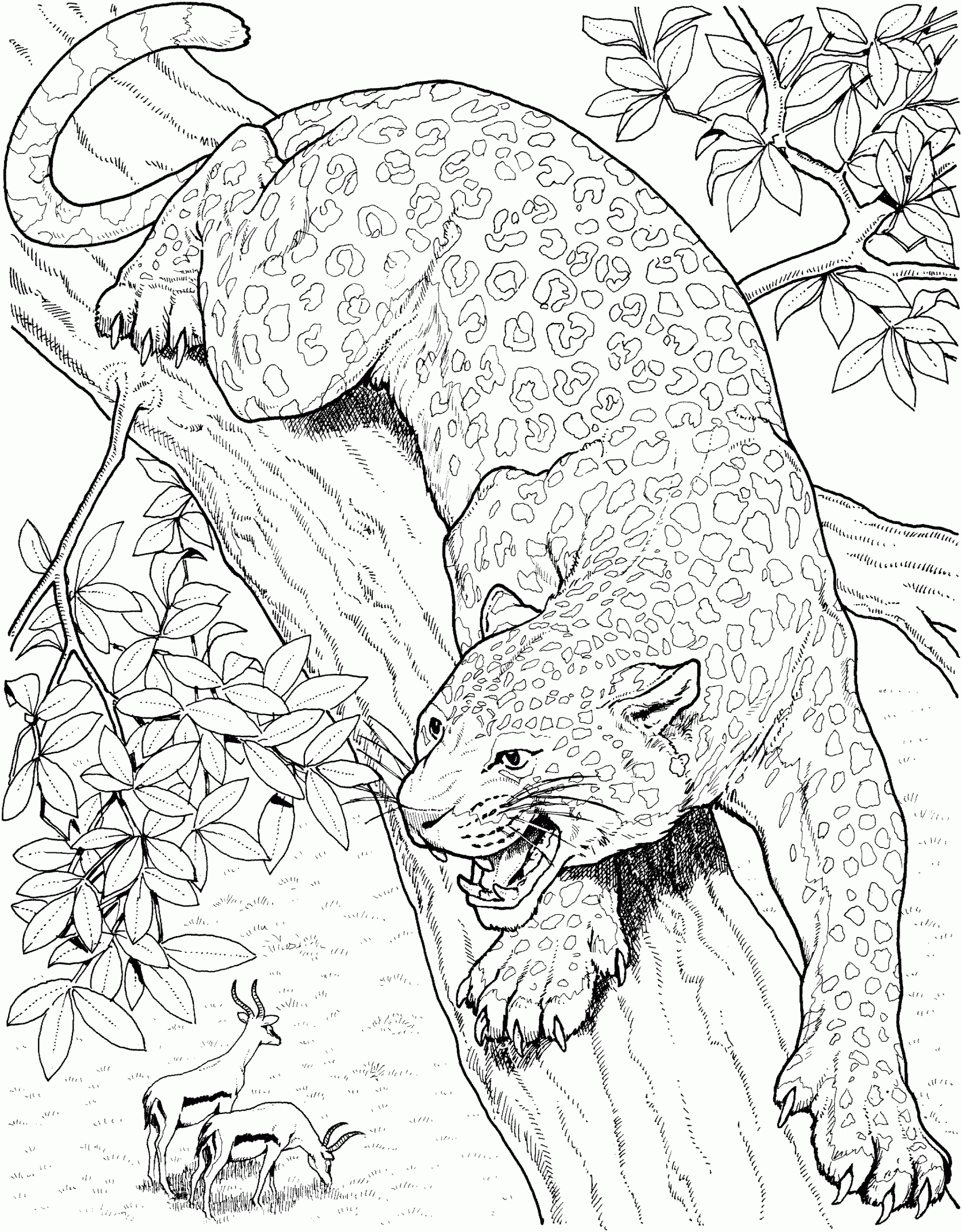 Big Cat Coloring Pages