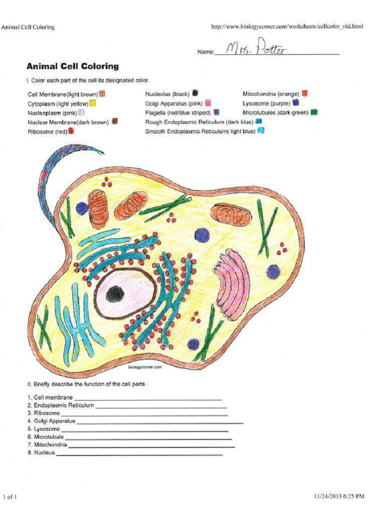 Biology 101 Animal Cell Coloring Guide And Functions Studocu