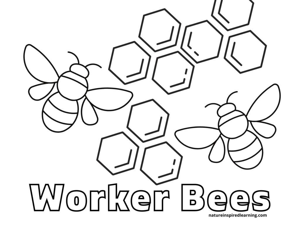 Busy Bee Coloring Pages Nature Inspired Learning
