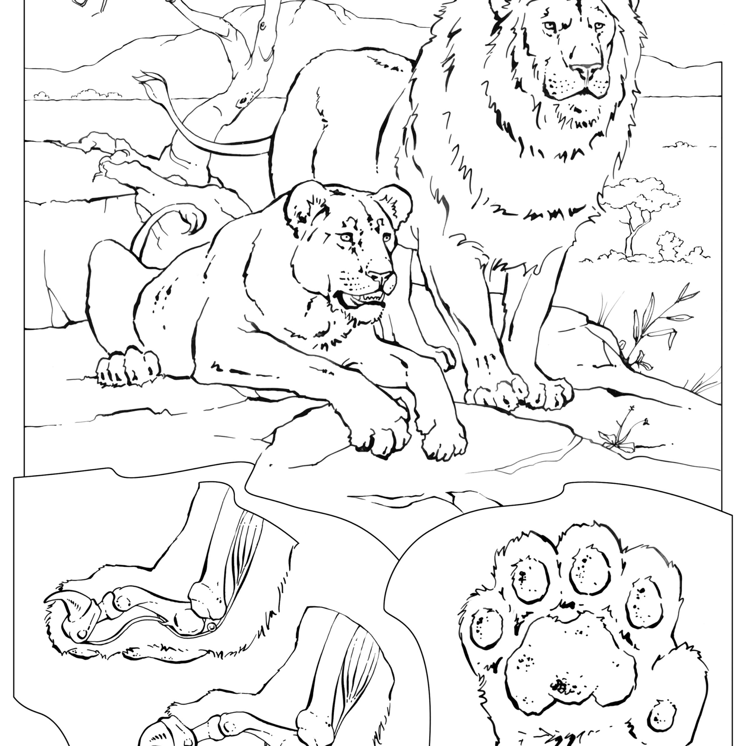 free animal color pages