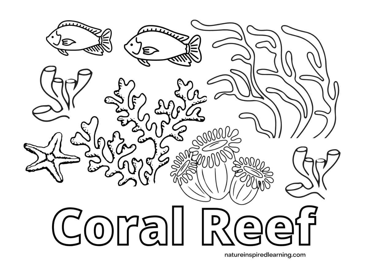 Coral Reef Coloring Pages For Kids Nature Inspired Learning