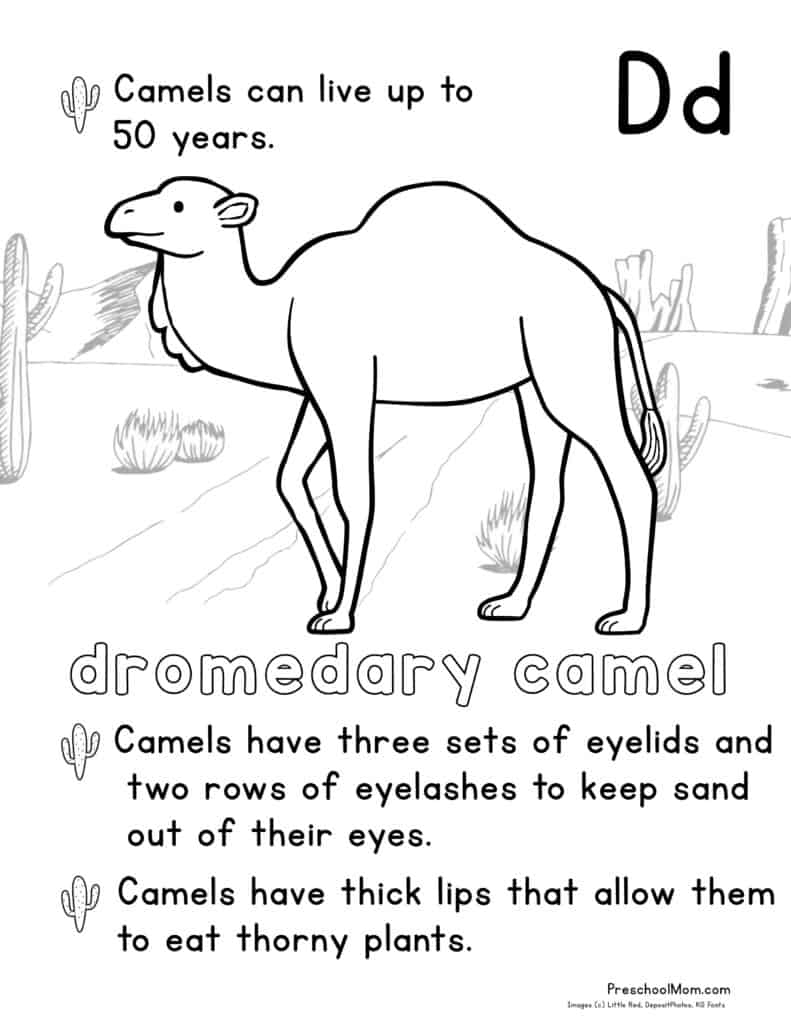 Desert Animal Coloring Pages Preschool Mom