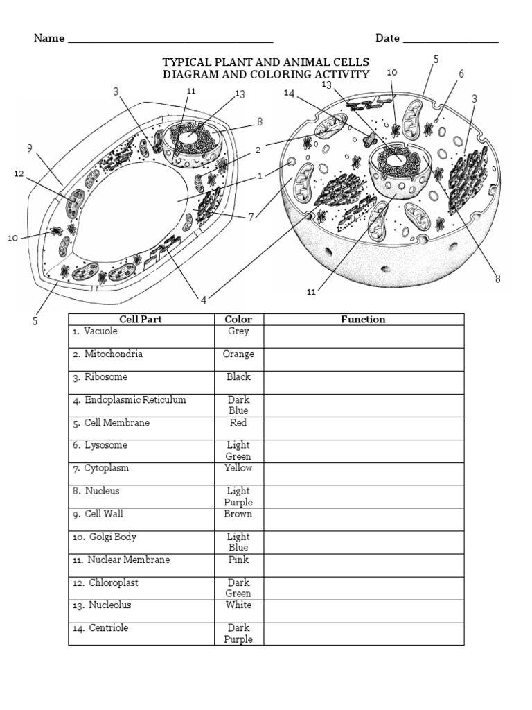 Free Plant And Animal Cell Coloring Pages Download Free Plant And Animal Cell Coloring Pages Png Images Free ClipArts On Clipart Library