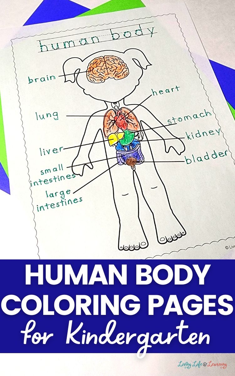human body coloring pages for preschoolers