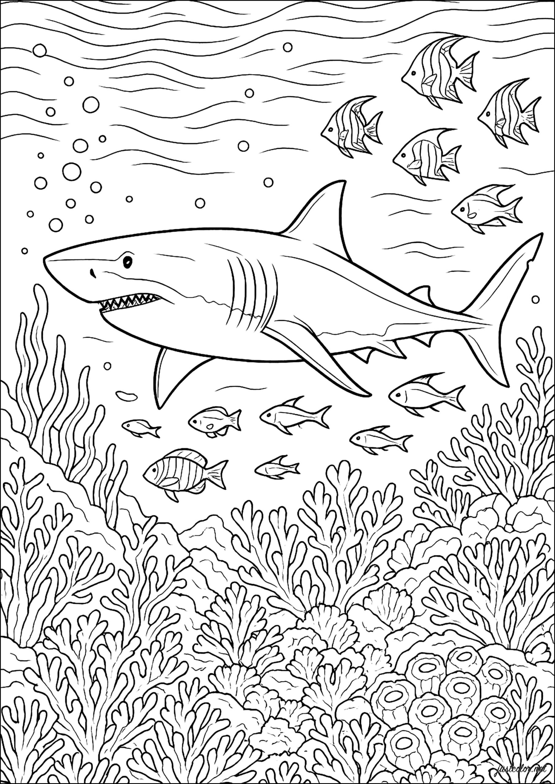 shark coloring page