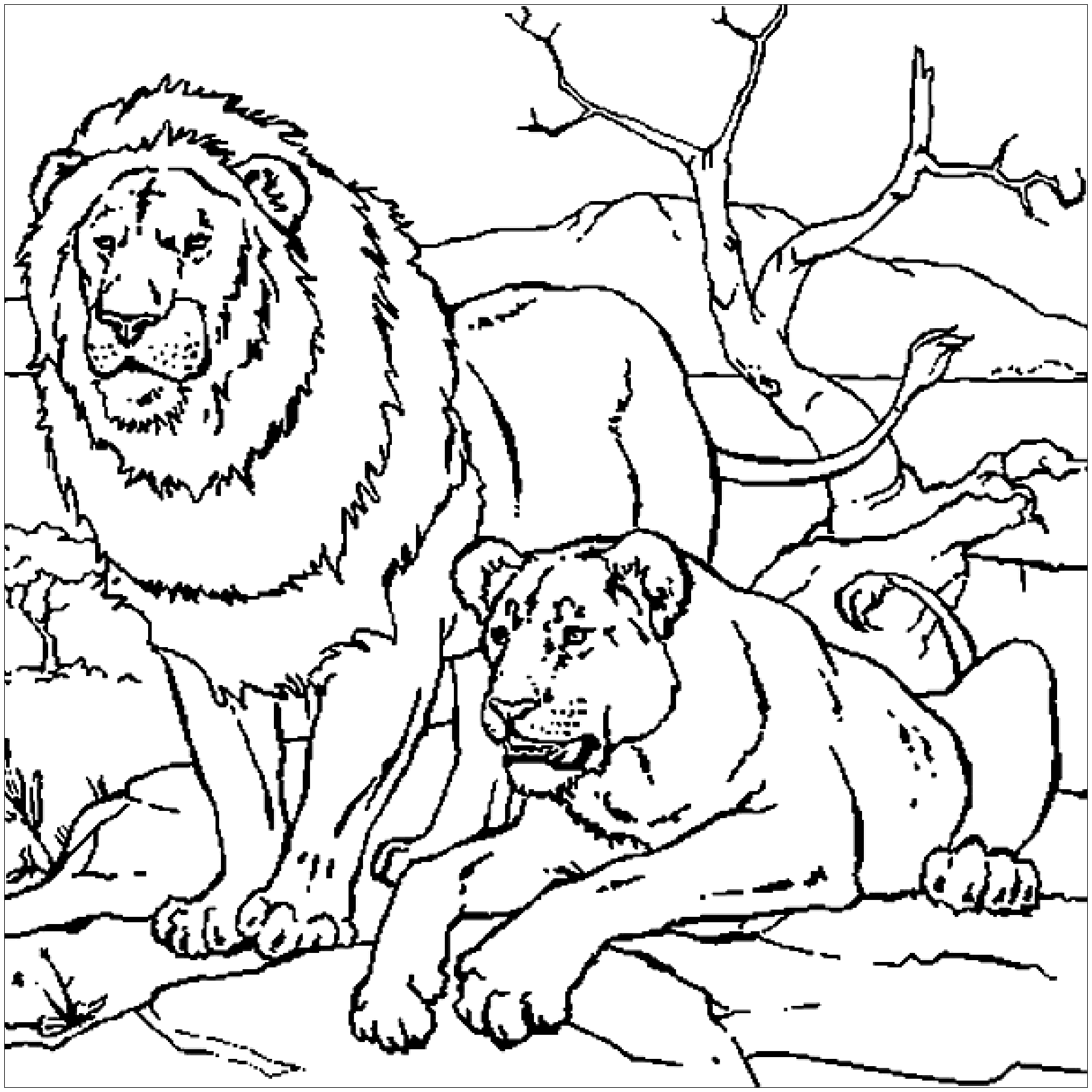 Lion Couple Lion Coloring Pages