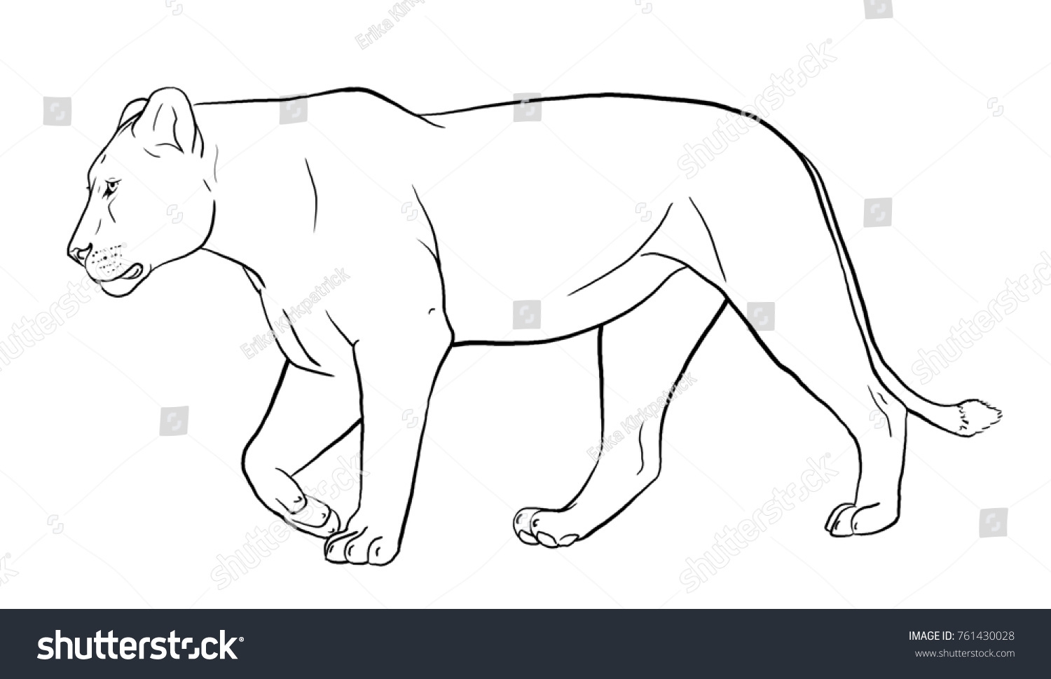 Lioness Lineart Coloring Page Stock Illustration 761430028 Shutterstock