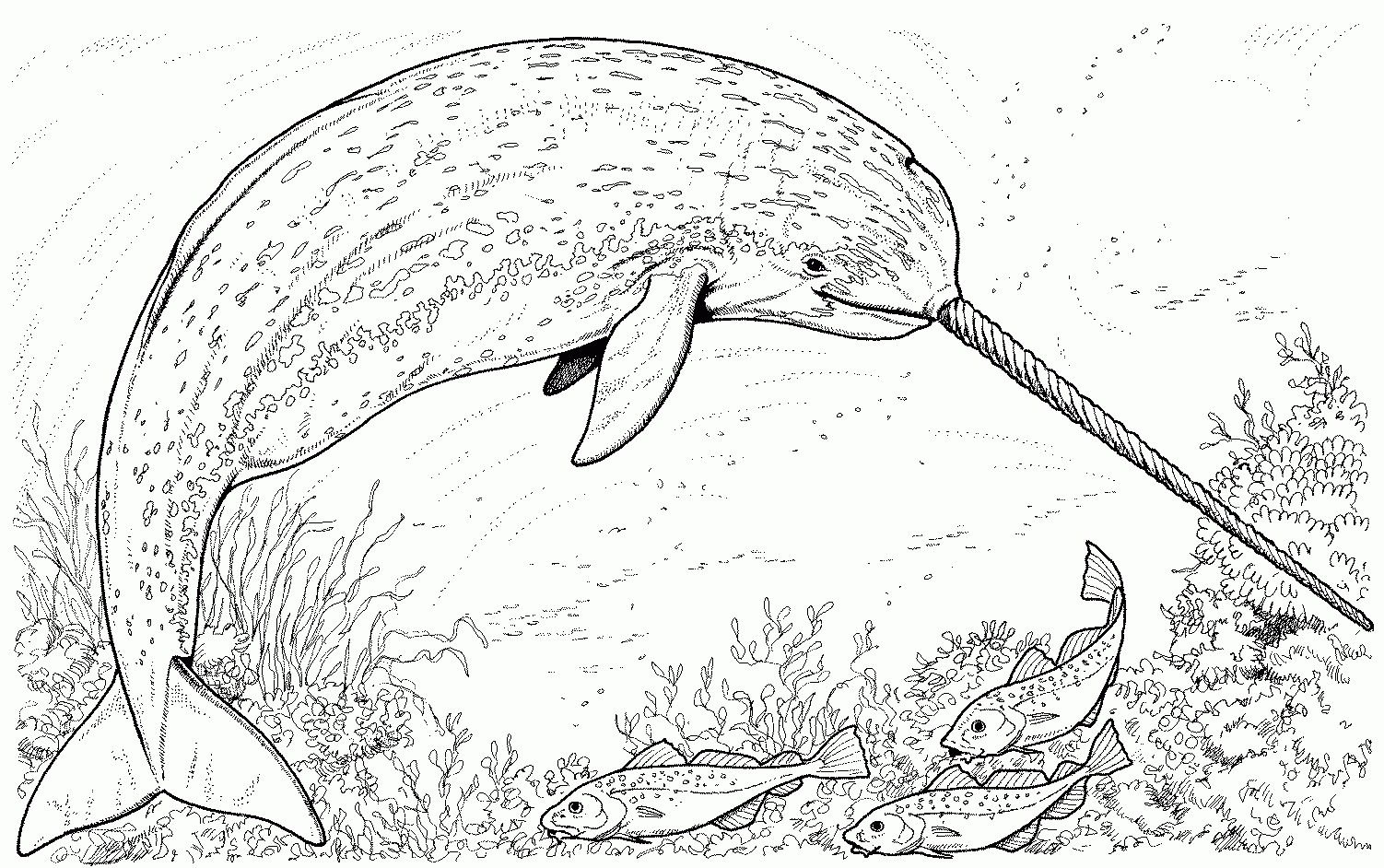 realistic sea animal coloring pages