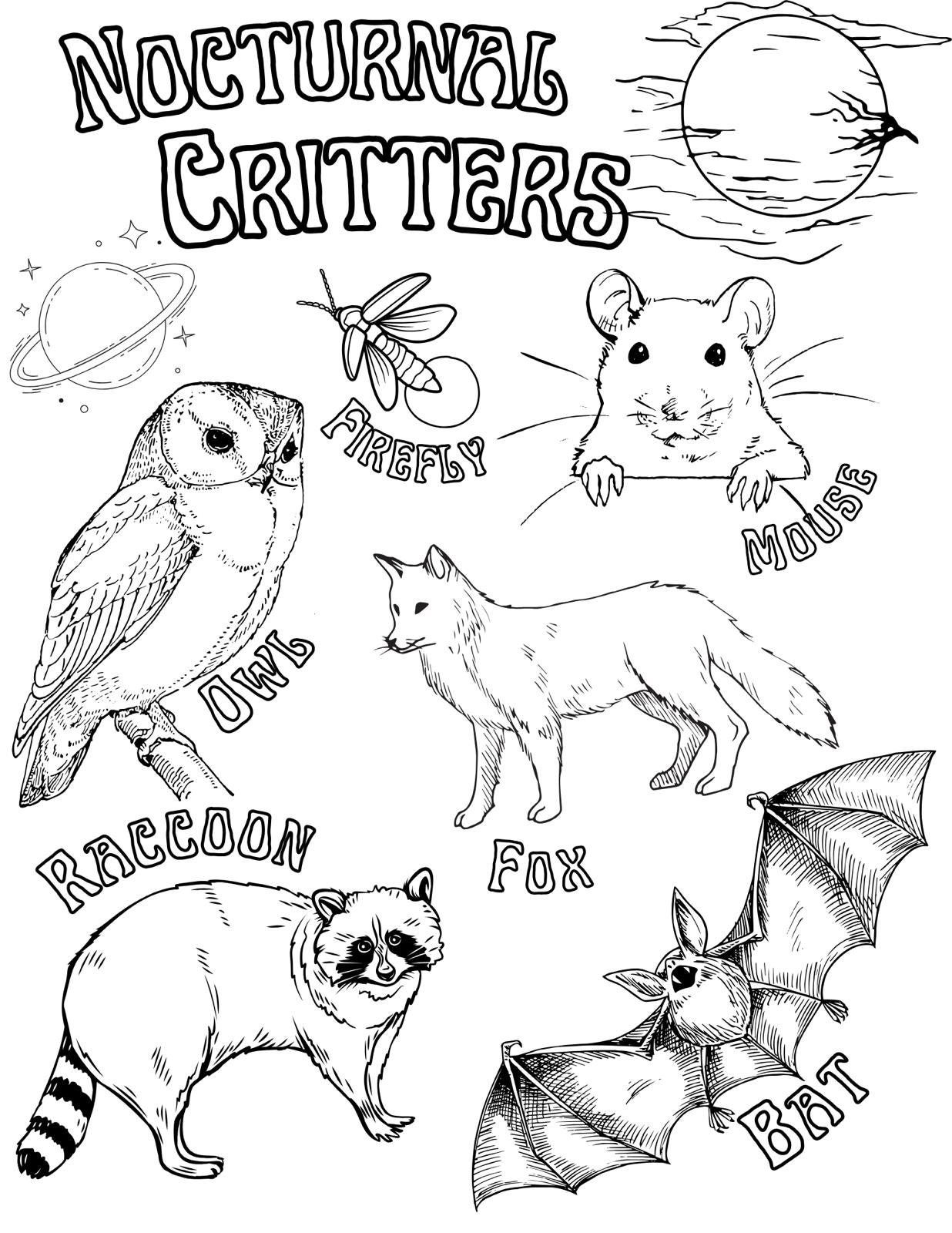 Nocturnal Critters Coloring Page Etsy
