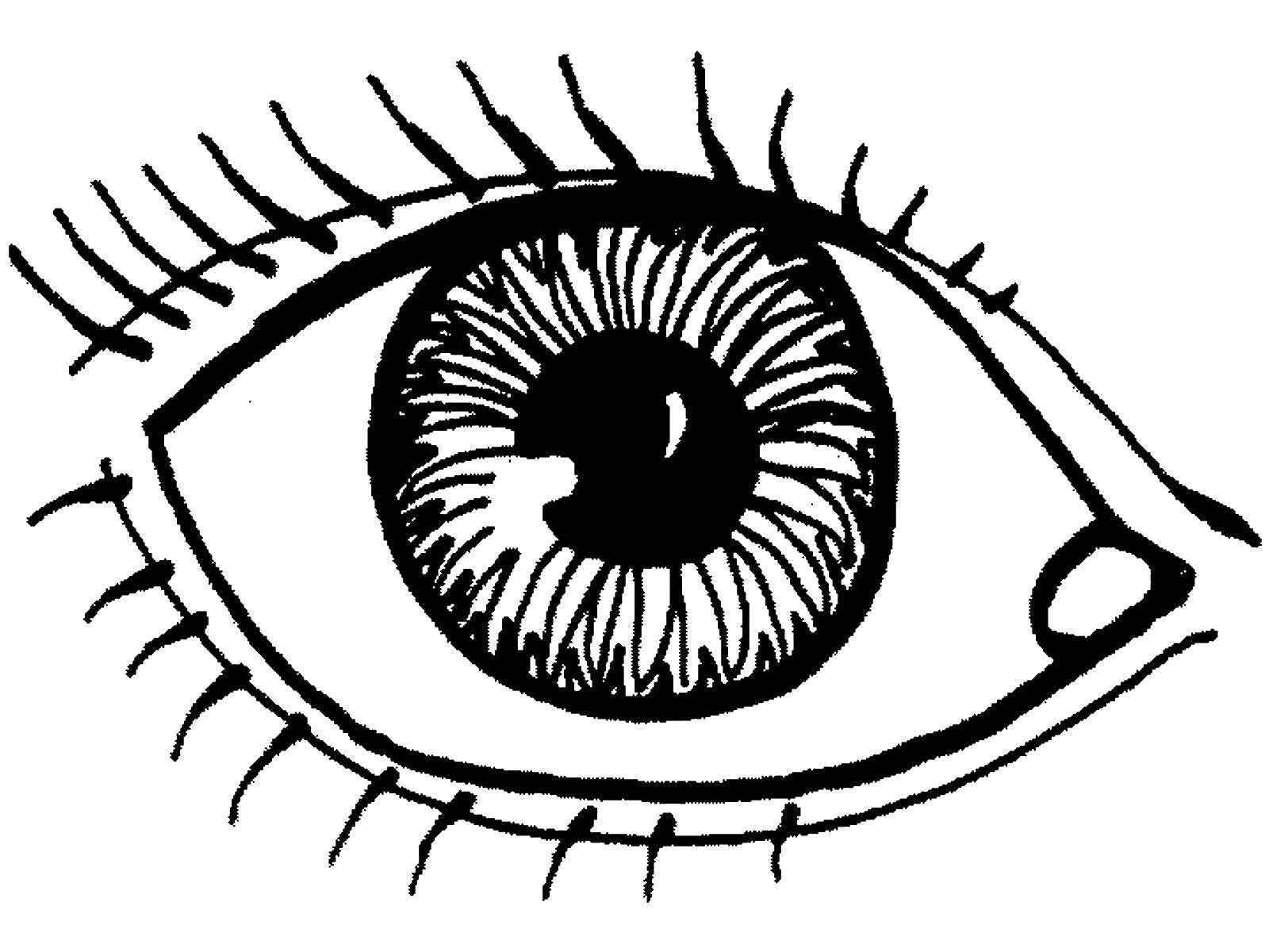 Online Coloring Pages Coloring Page Eyes Body Parts Download Print Coloring Page 