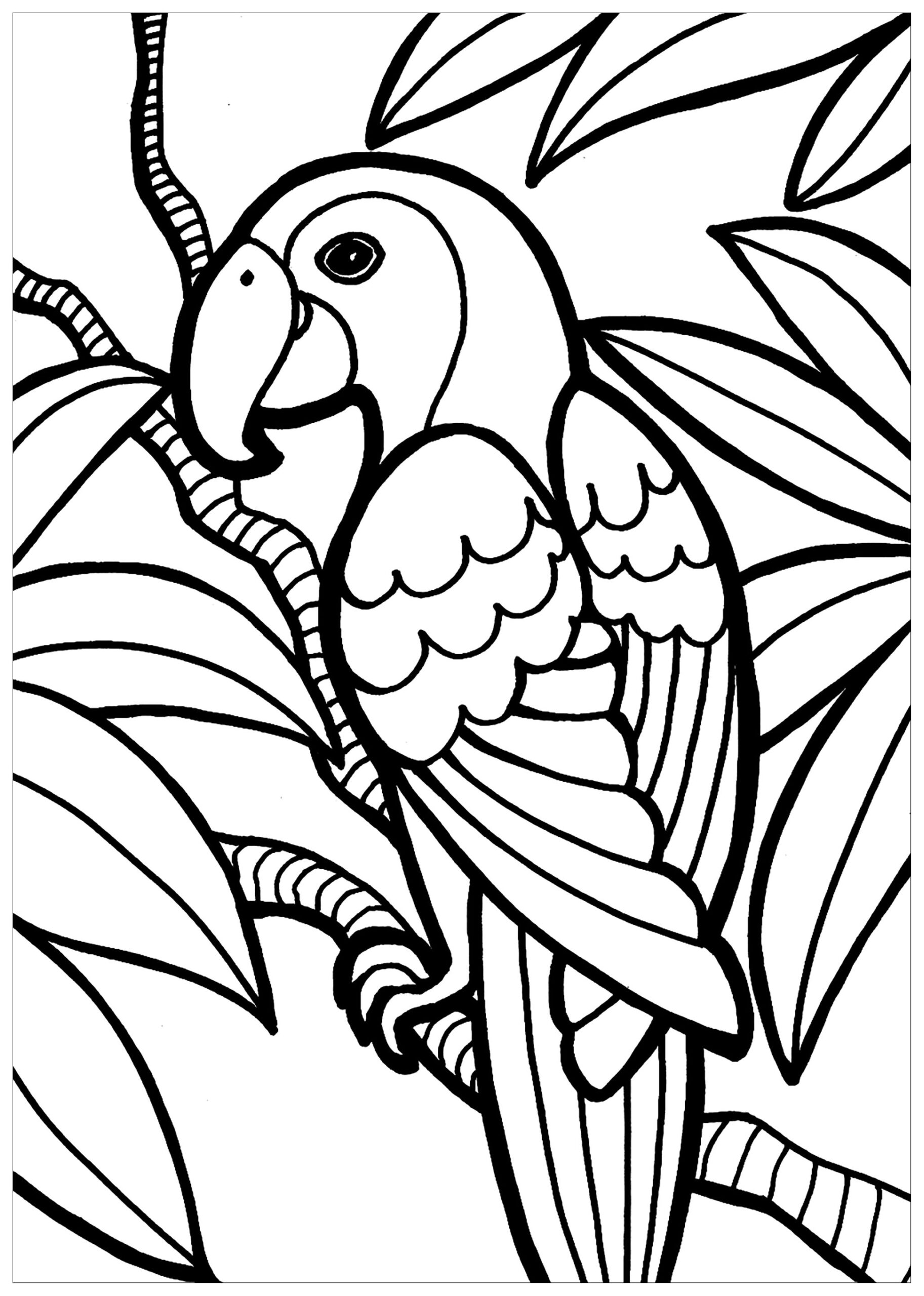 Parrot Bird Coloring Pages
