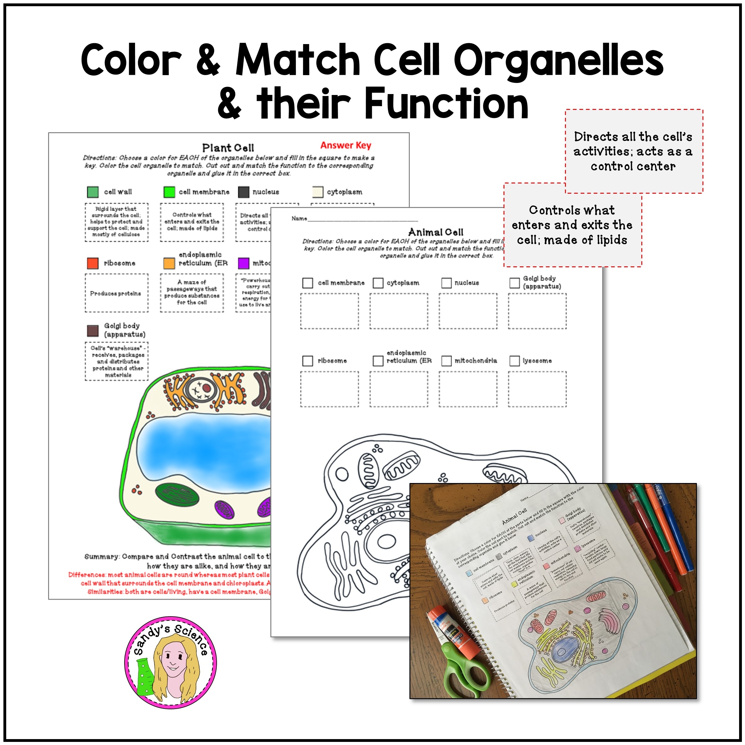 Plant And Animal Cell Coloring And Matching Activity Classful