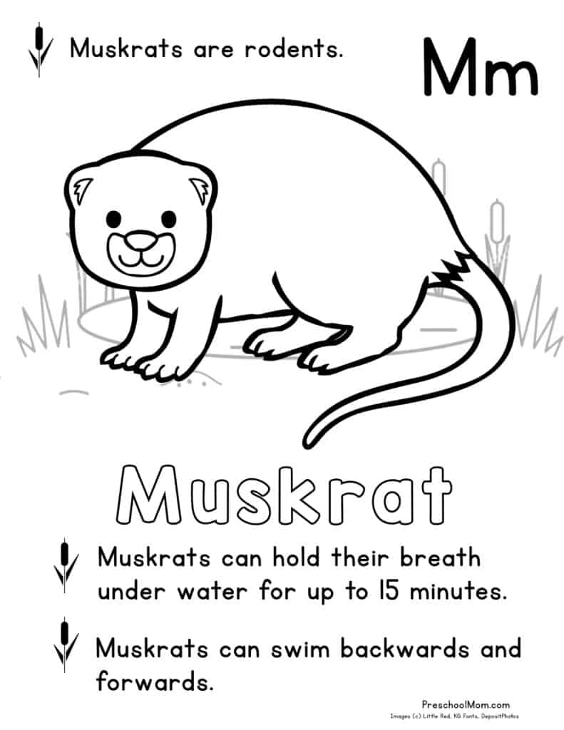Pond Animal Coloring Pages Preschool Mom