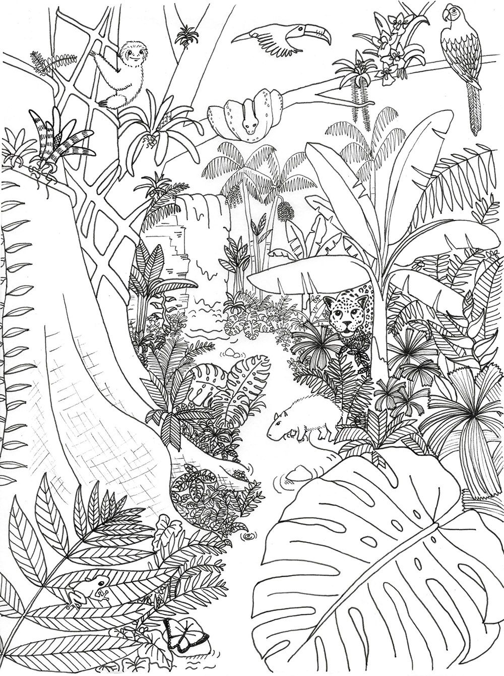 Rainforest Coloring Page Rainforest Alliance