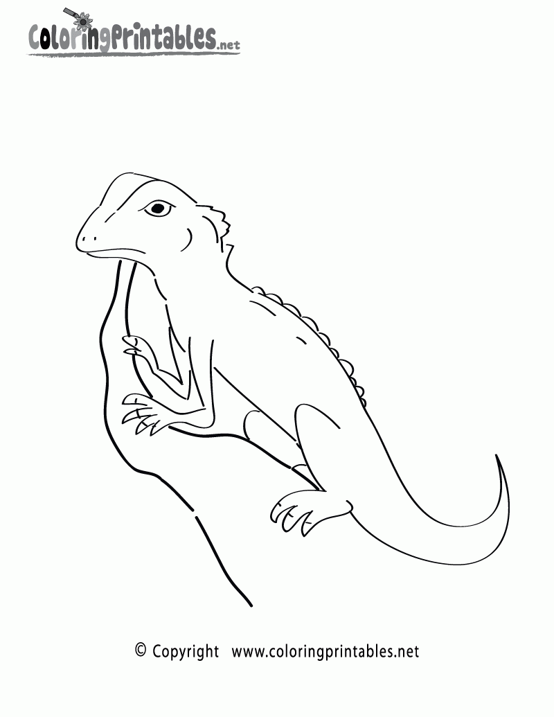 animals in the rainforest coloring pages
