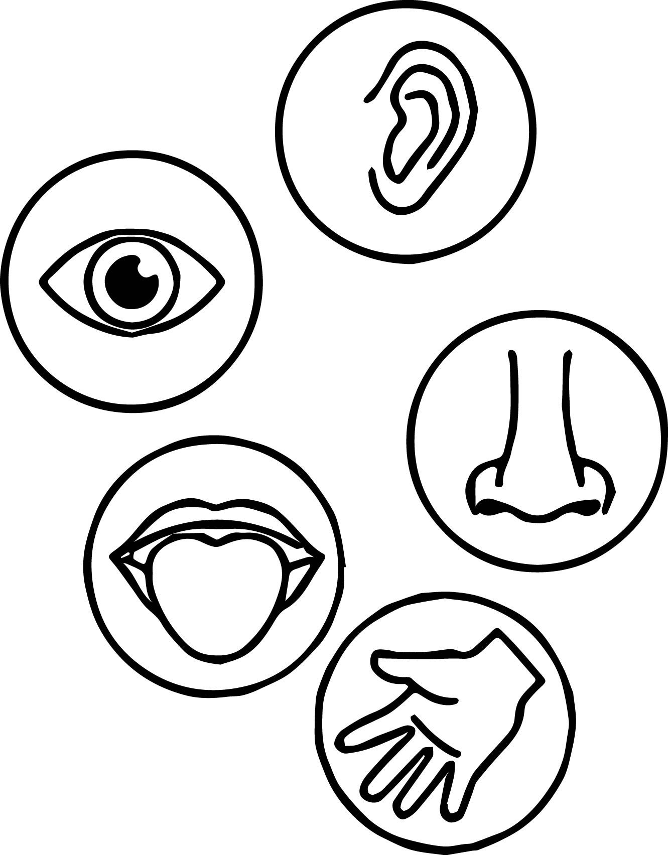 Senses Coloring Page Wecoloringpage Sketch Coloring Page Five Senses Preschool Senses Preschool Five Senses Worksheet
