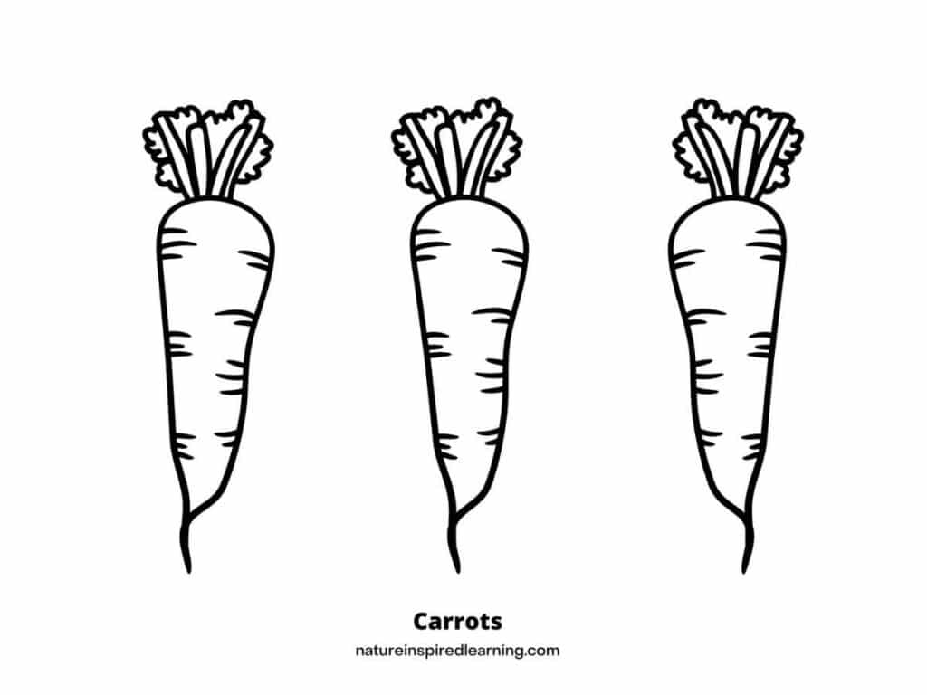 Simple Carrot Coloring Pages Nature Inspired Learning