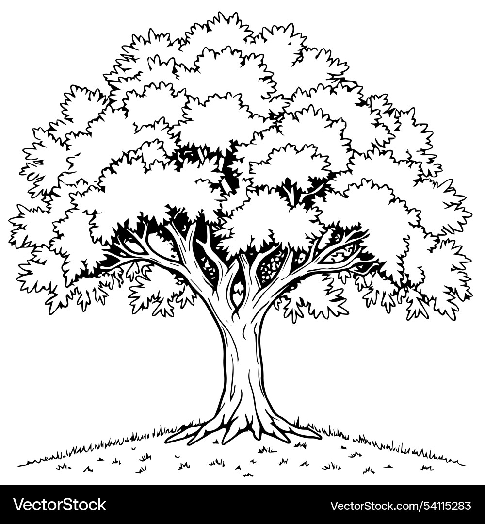 Sycamore Tree Coloring Page Design Royalty Free Vector VectorStock