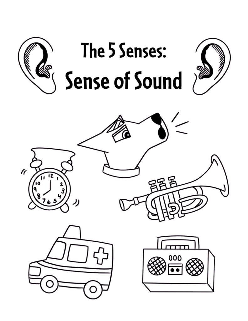 The 5 Senses Worksheets For Preschool The Hollydog Blog
