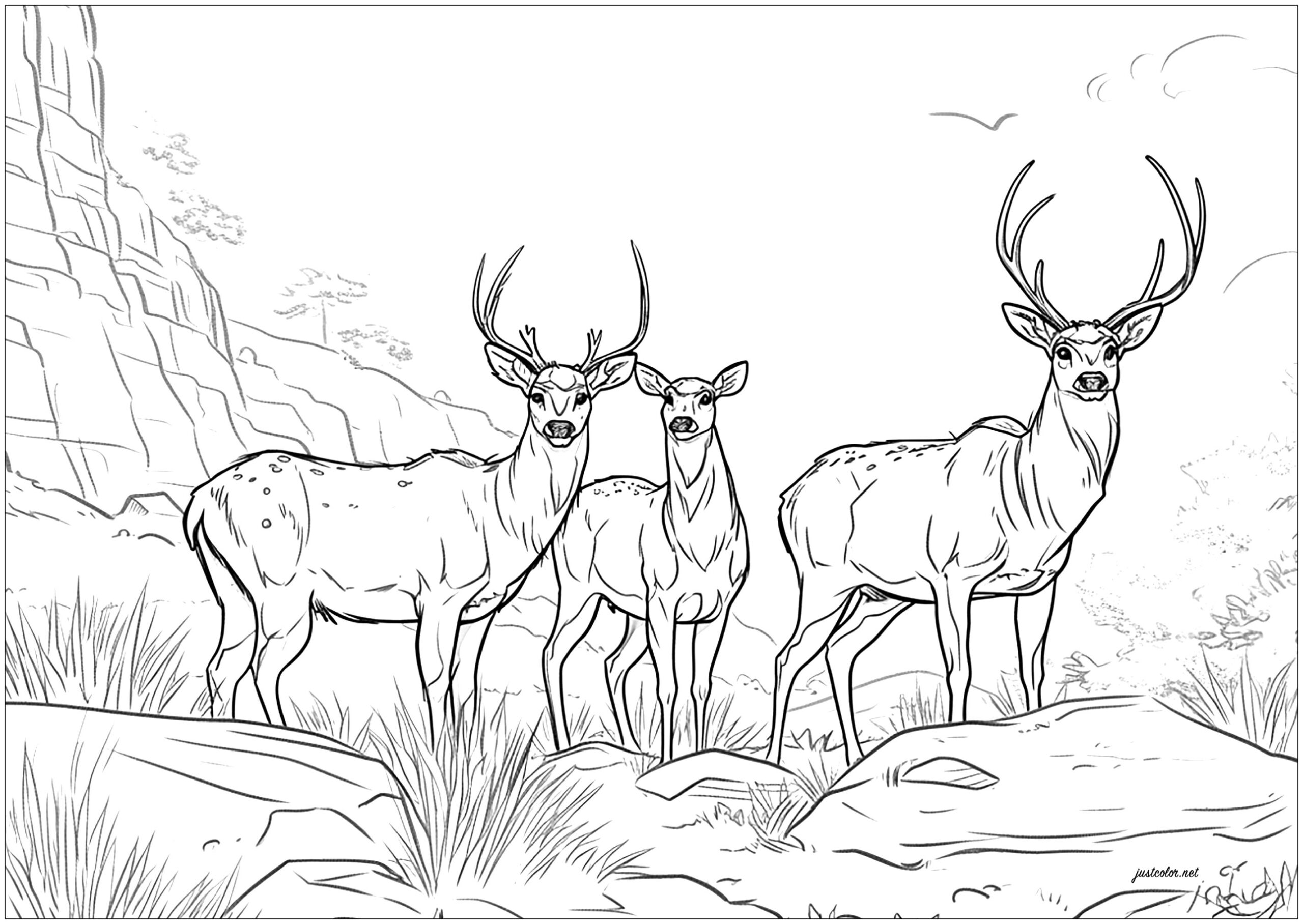 Three Adult Deer Deer Coloring Pages For Adults