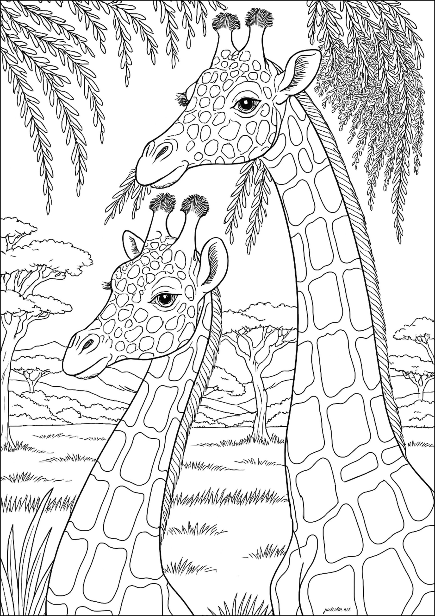 Two Magnificent Giraffes Looking In The Same Direction Giraffes Coloring Pages For Adults
